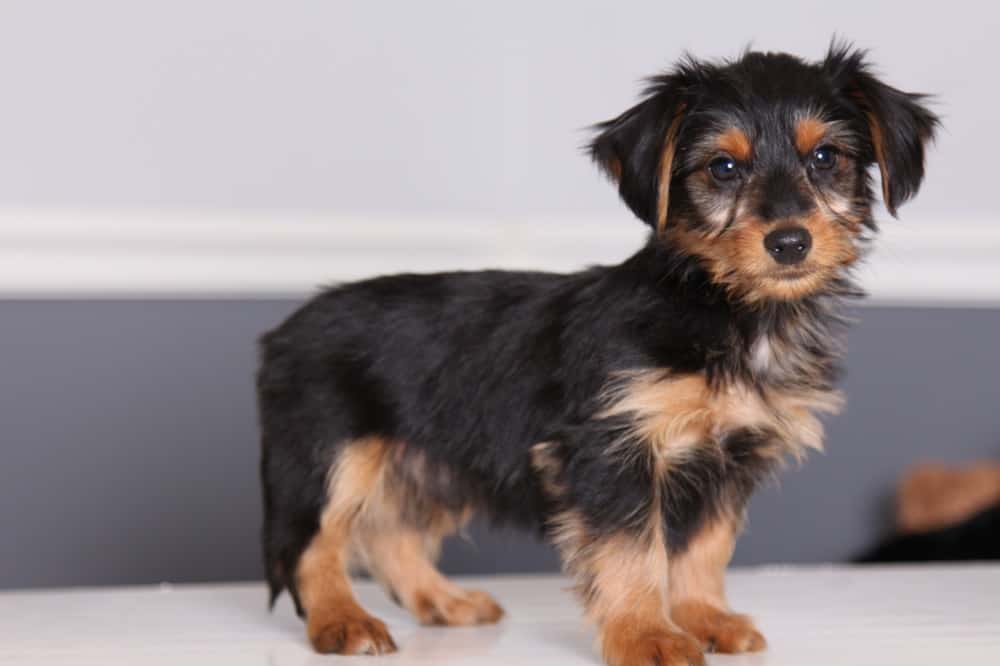 wire haired dachshund yorkie mix