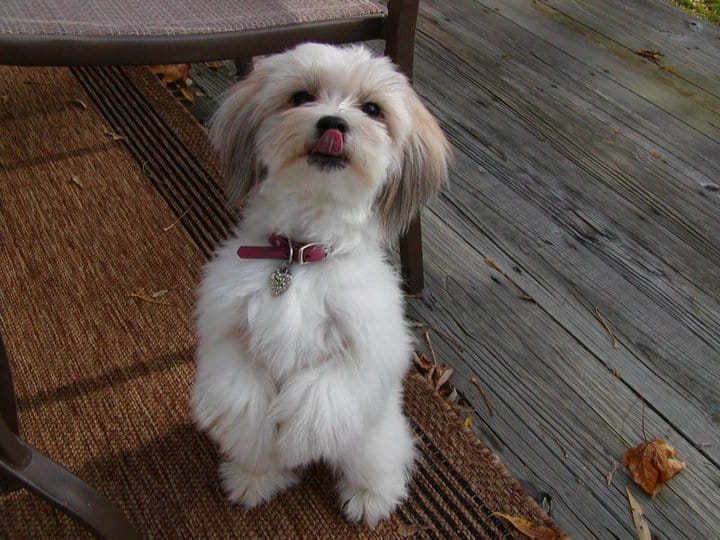 papillon and maltese mix dog