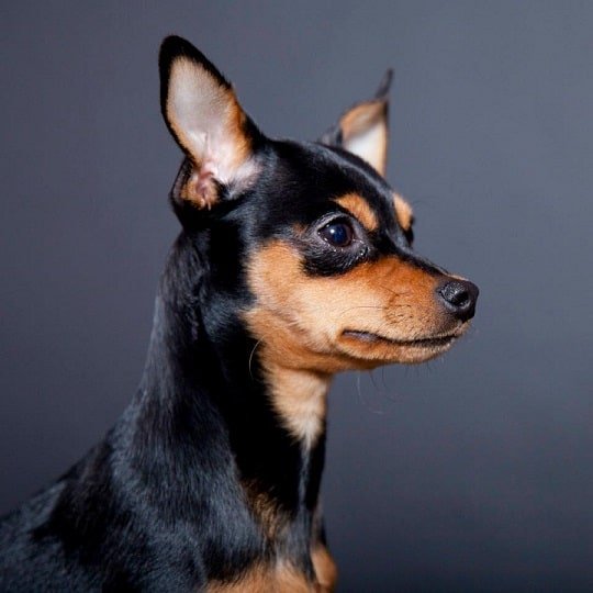 mini pinscher chihuahua