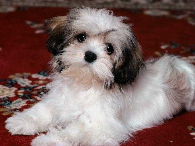 lhasa poo