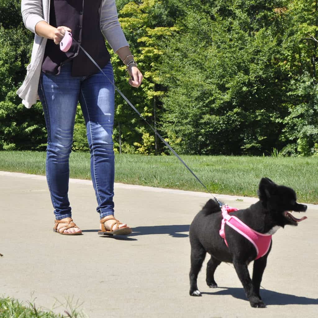 long leash for small dogs