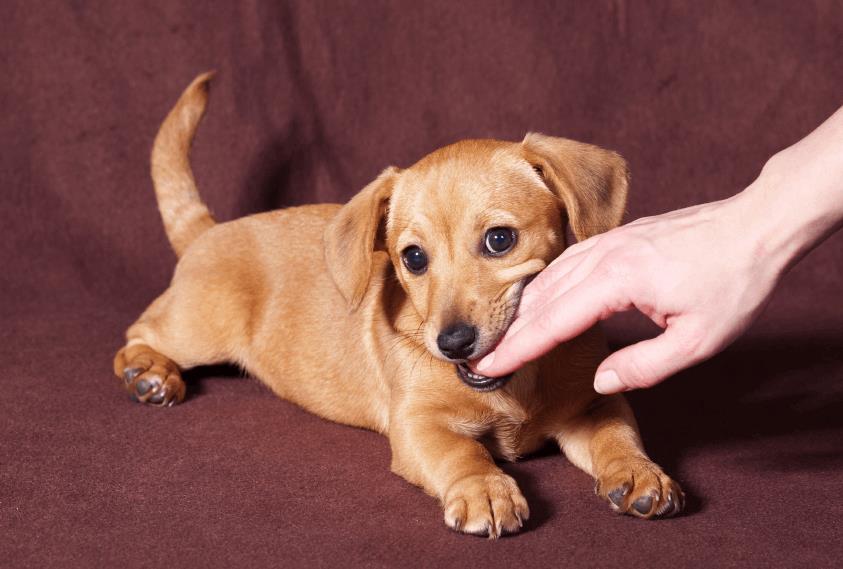 puppy biting hands and feet