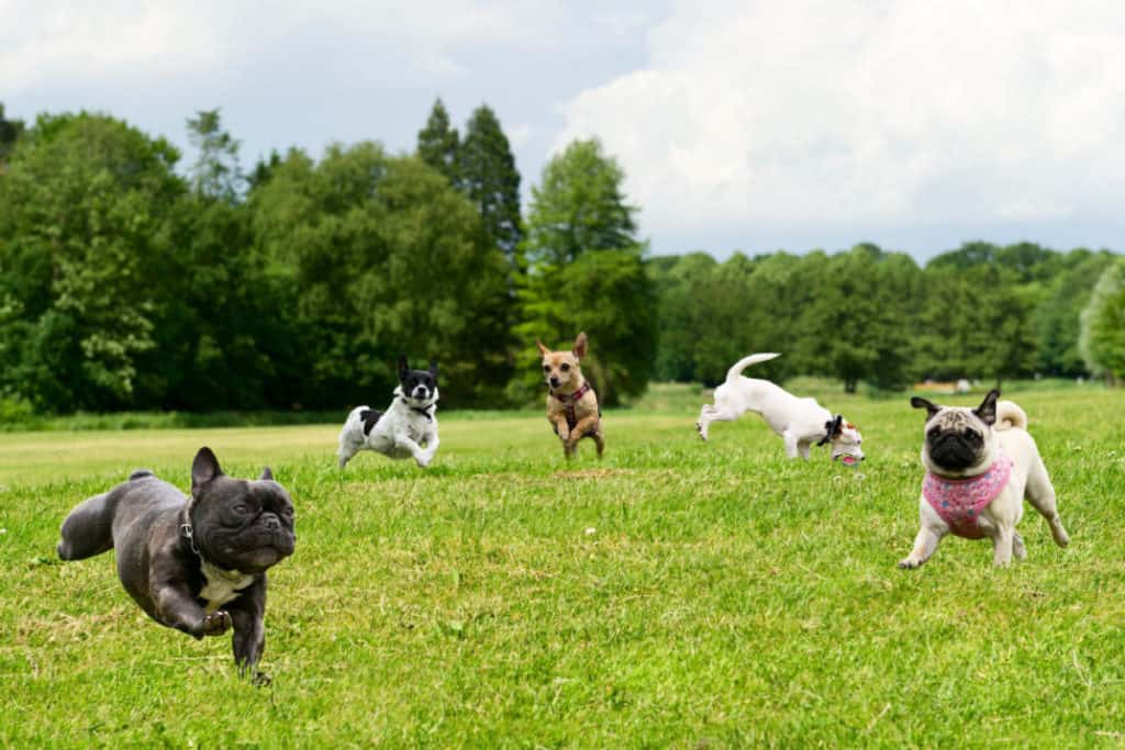 dog train come park