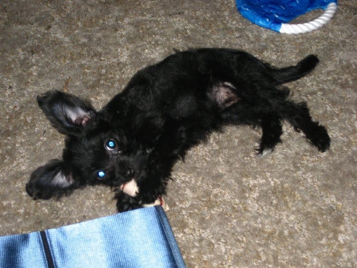 chihuahua poodle mix black