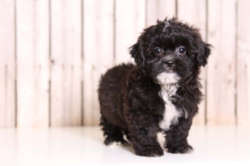 shih poo