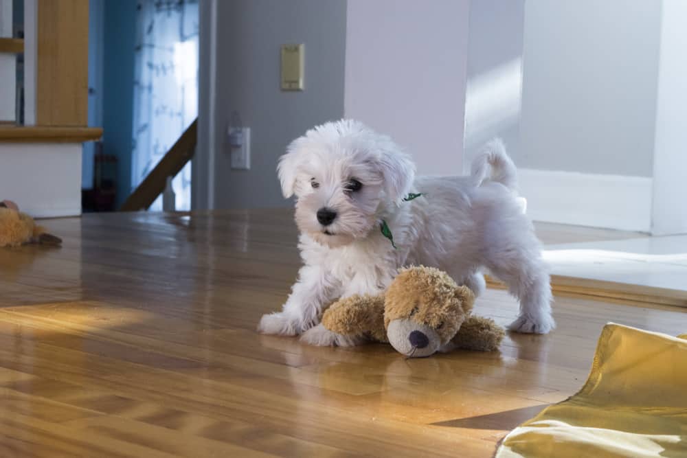 shih tzu schnauzer mix haircut