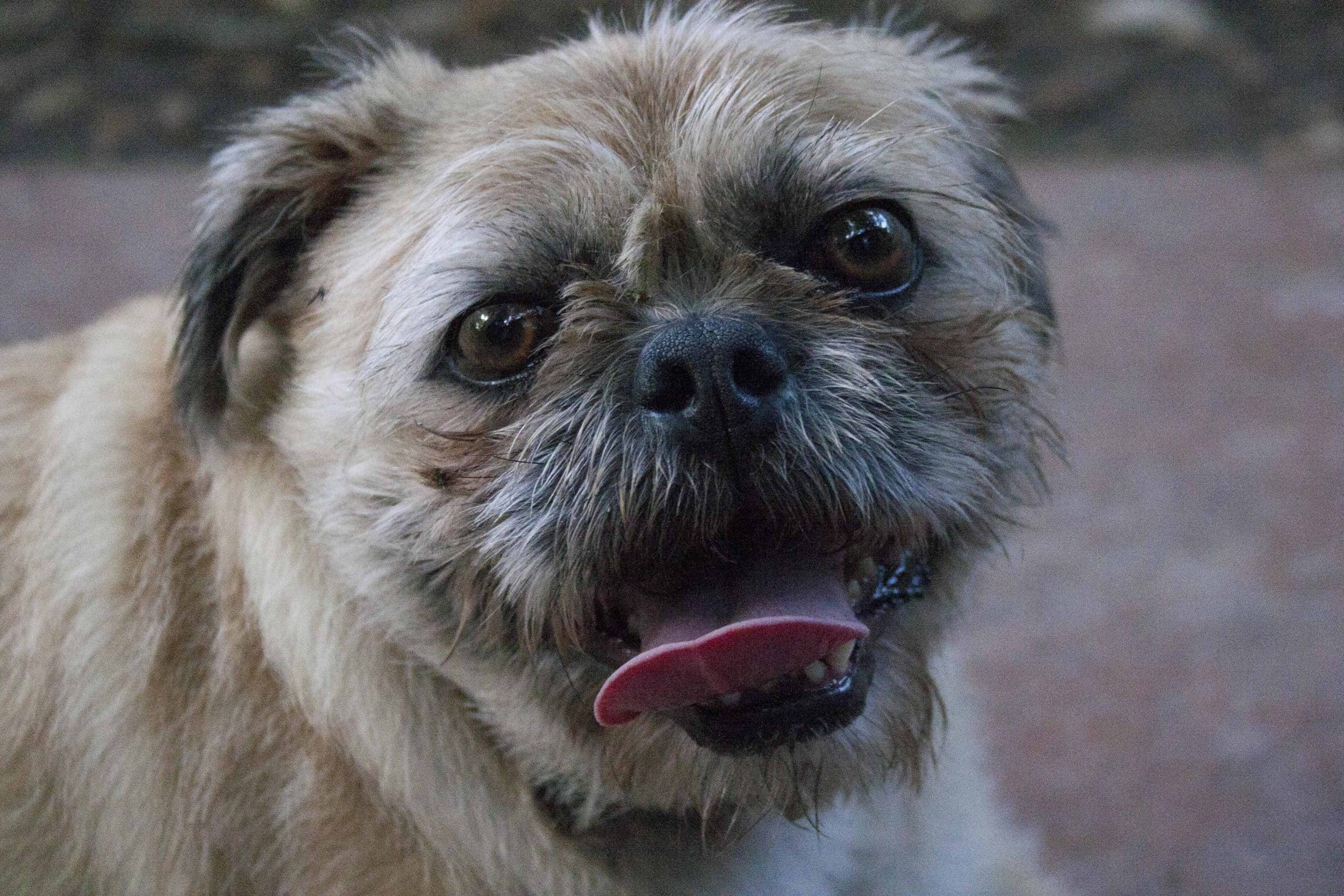 How long do shih tzu pugs live