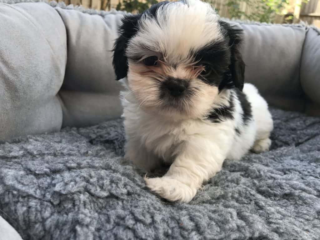 shih tzu cross