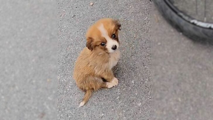 A-Cyclist-Was-Just-Minding-His-Business-When-He-Discovered-A-Stray-Puppy-On-The-Trail