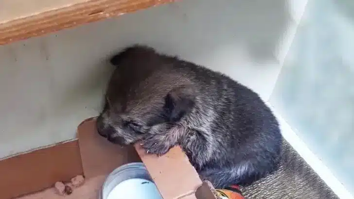 A-Little-Adorable-Puppy-Dumped-In-A-Cardboard-Box-Kept-Crying-Wishing-To-Be-With-Her-Mom