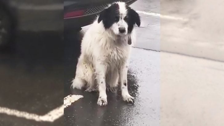 A-Loyal-Abandoned-Pup-Spent-Hours-Waiting-In-The-Pouring-Rain-Believing-His-Owners-Would-Return-For-Him