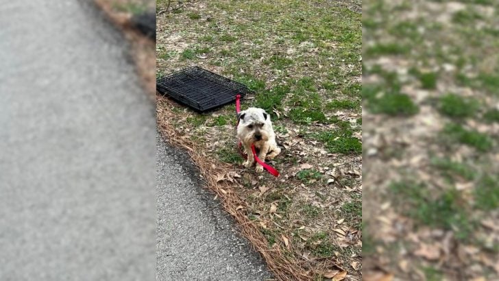 A-Womans-Heart-Was-Filled-With-Sorrow-After-She-Spotted-A-Frightened-Pup-Tied-To-A-Crate