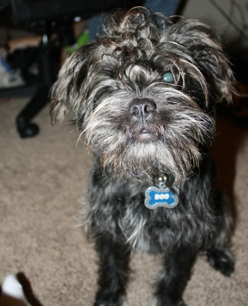 Affenpinscher-Poodle-Mix-Dog