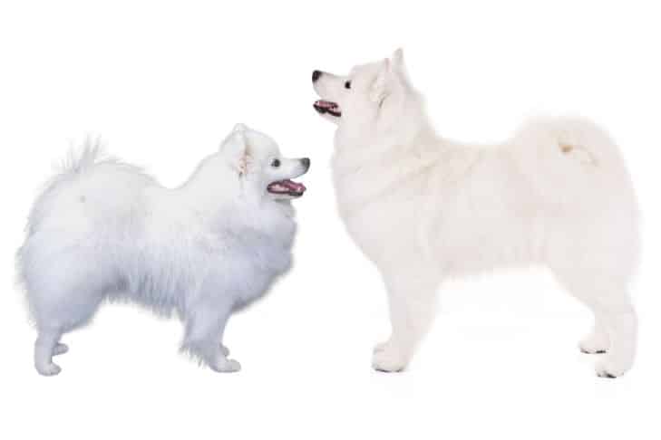 American-Eskimo vs Japanese-Spitz