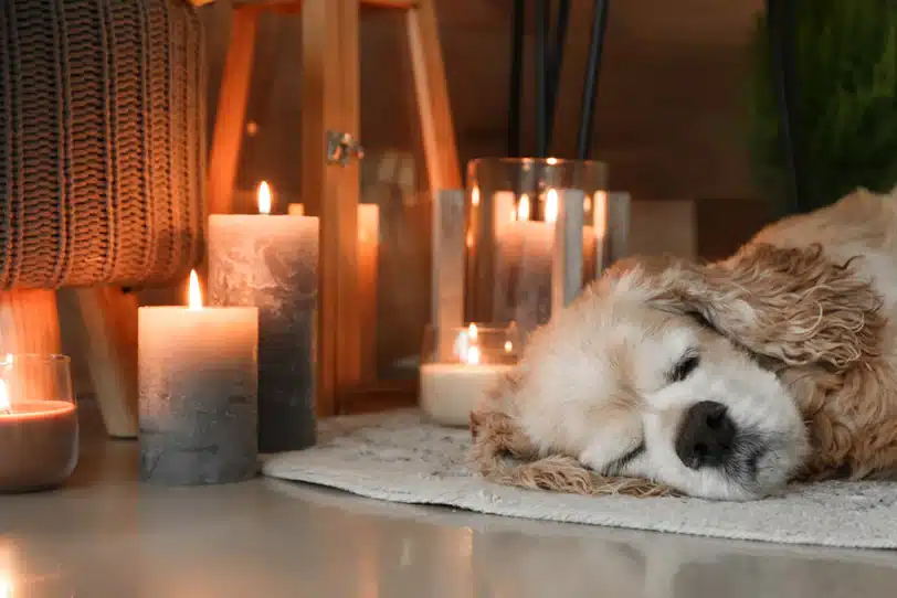 Are Candles With Essential Oils Safe for Dogs?