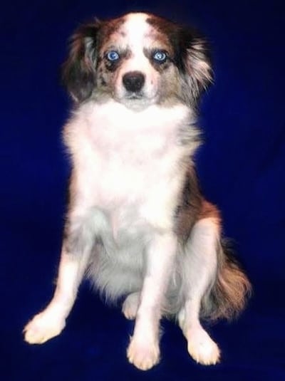 AustiPapToyAusillonAustralianShepherdPapillon