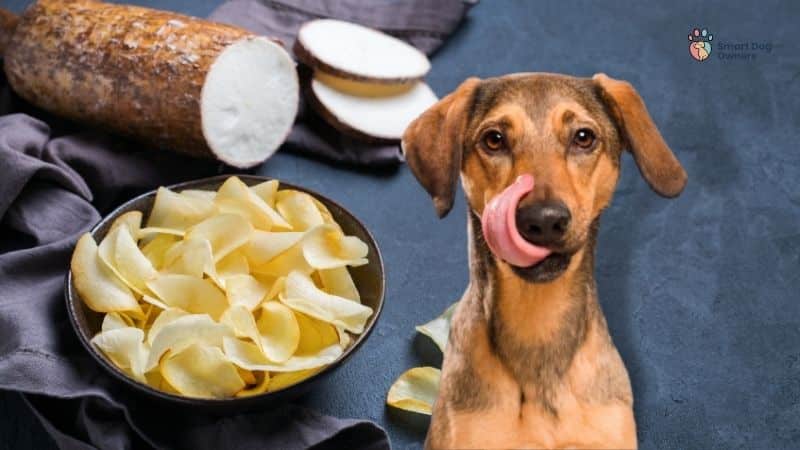 is cassava safe for dogs?