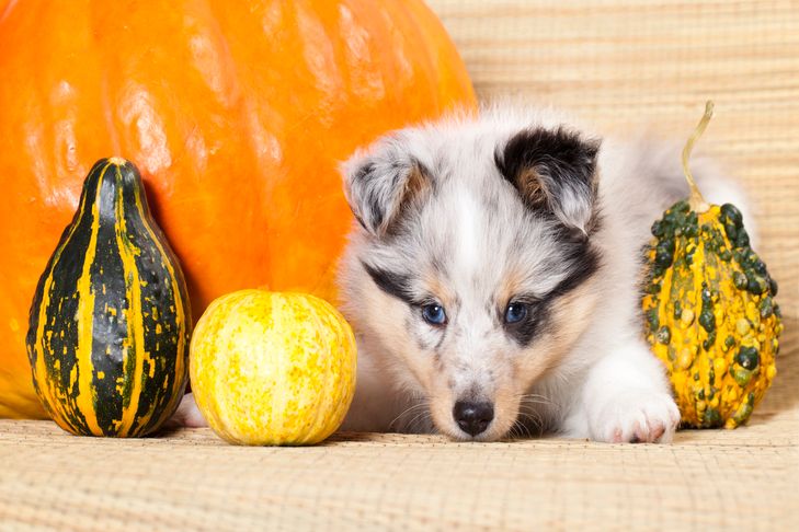 Can-Dogs-Eat-Squash