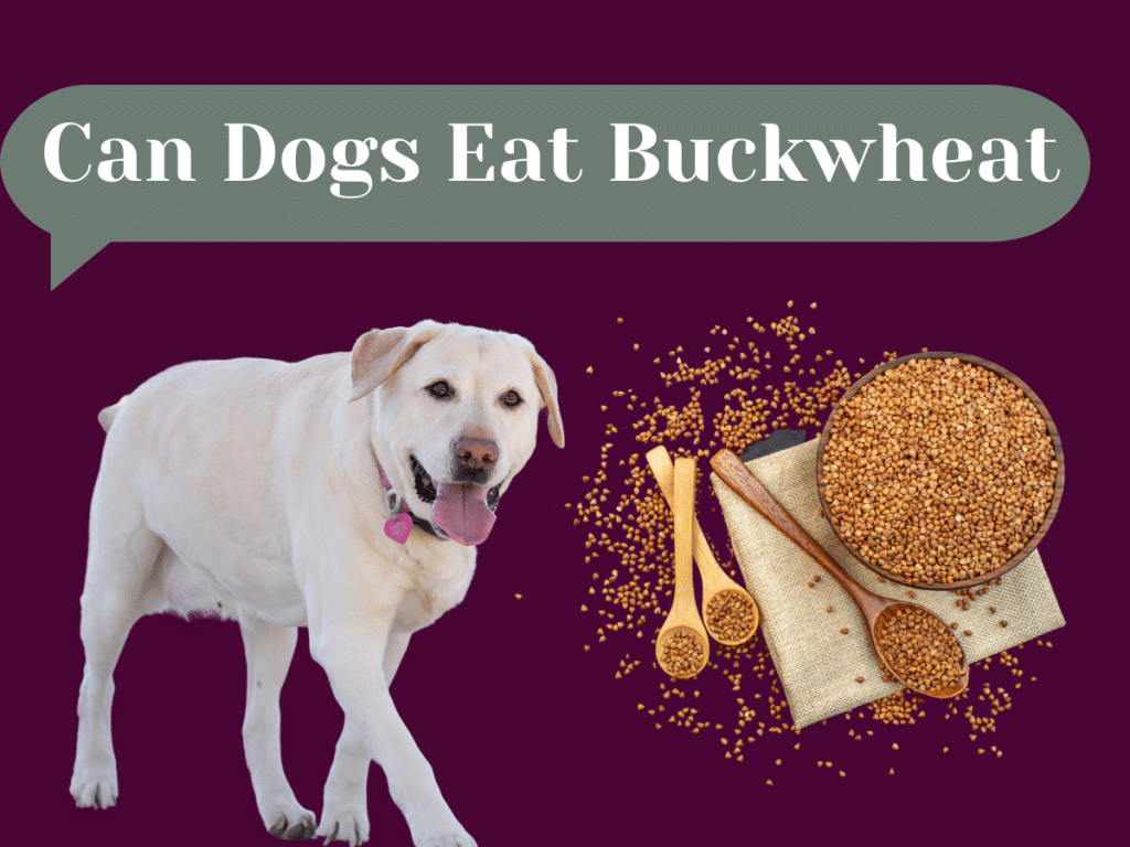 Can-Dogs-Eat-buckwheat