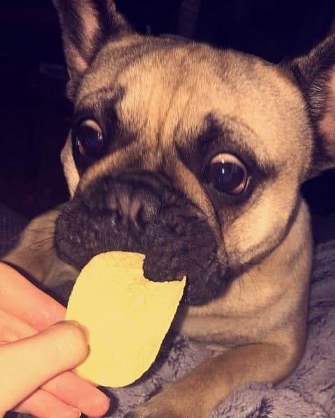 Can Dogs Have Salt and Vinegar Chips?