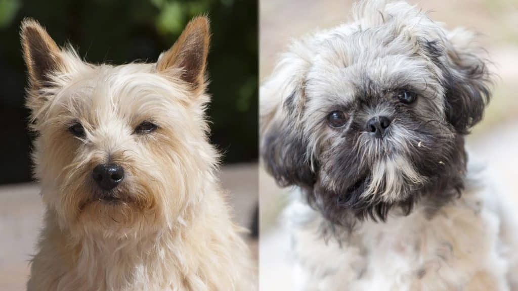 Care-Tzu-Cairn-Terrier-and-Shih-Tzu-Mix