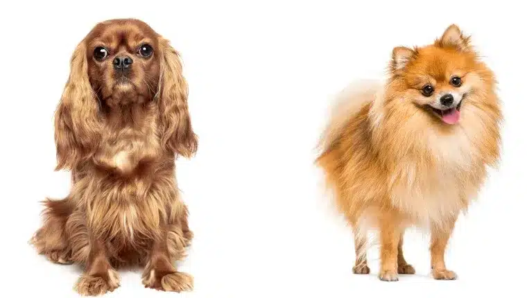 Cavapom parent breeds