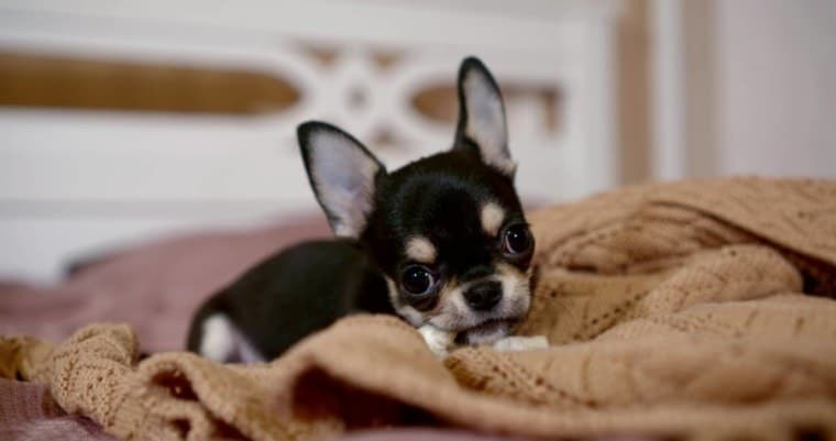 Chihuahua-Nibble-on-Blankets