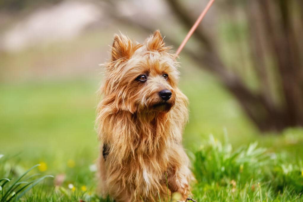 Australian_Terrier