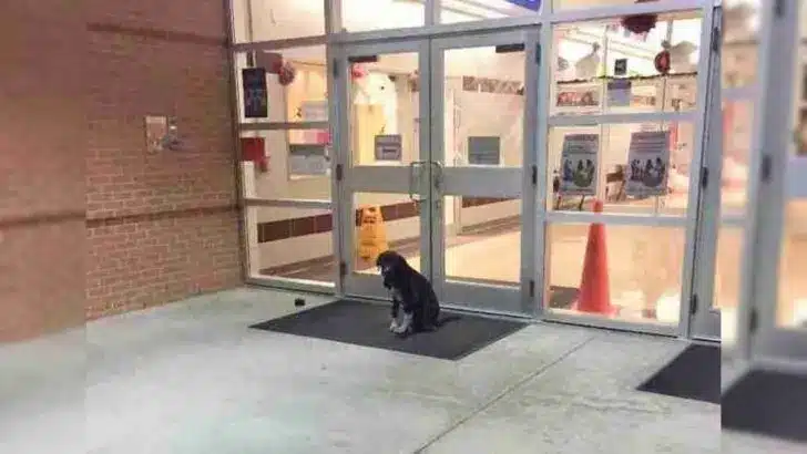 Dog-Keeps-Appearing-At-School-Every-Day-And-A-Teacher-Decided-To-Help-Him