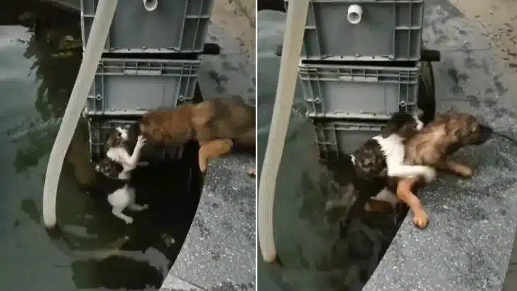 Dog-Risks-His-Life-Jumping-In-Water-To-Save-A-Drowning-Cat