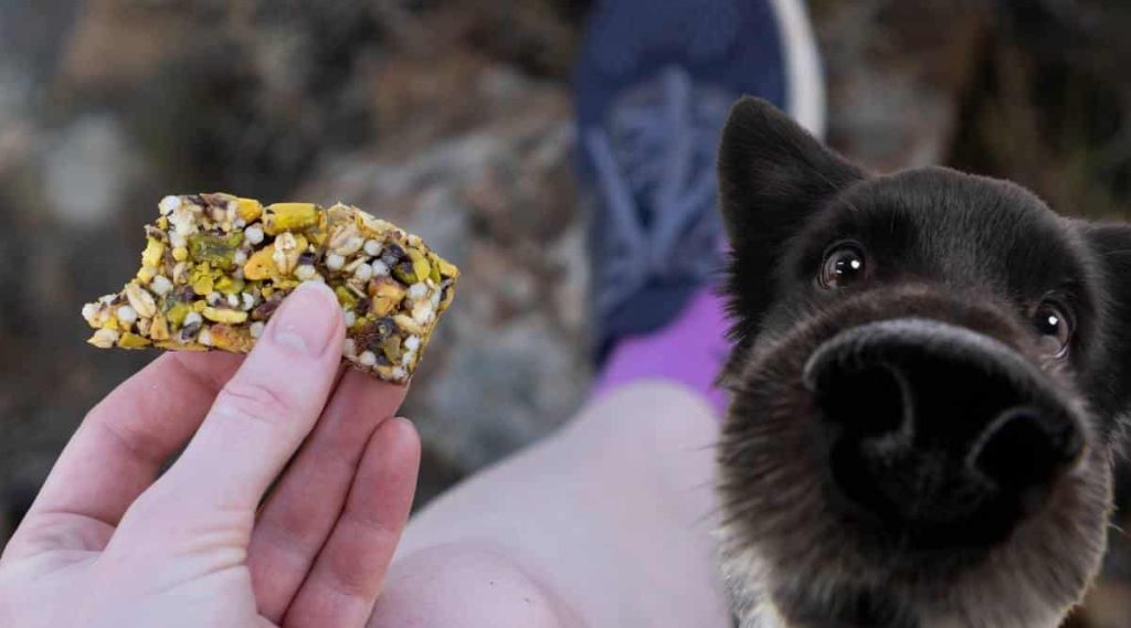 Dog-on-hike-trying-to-eat-a-granola