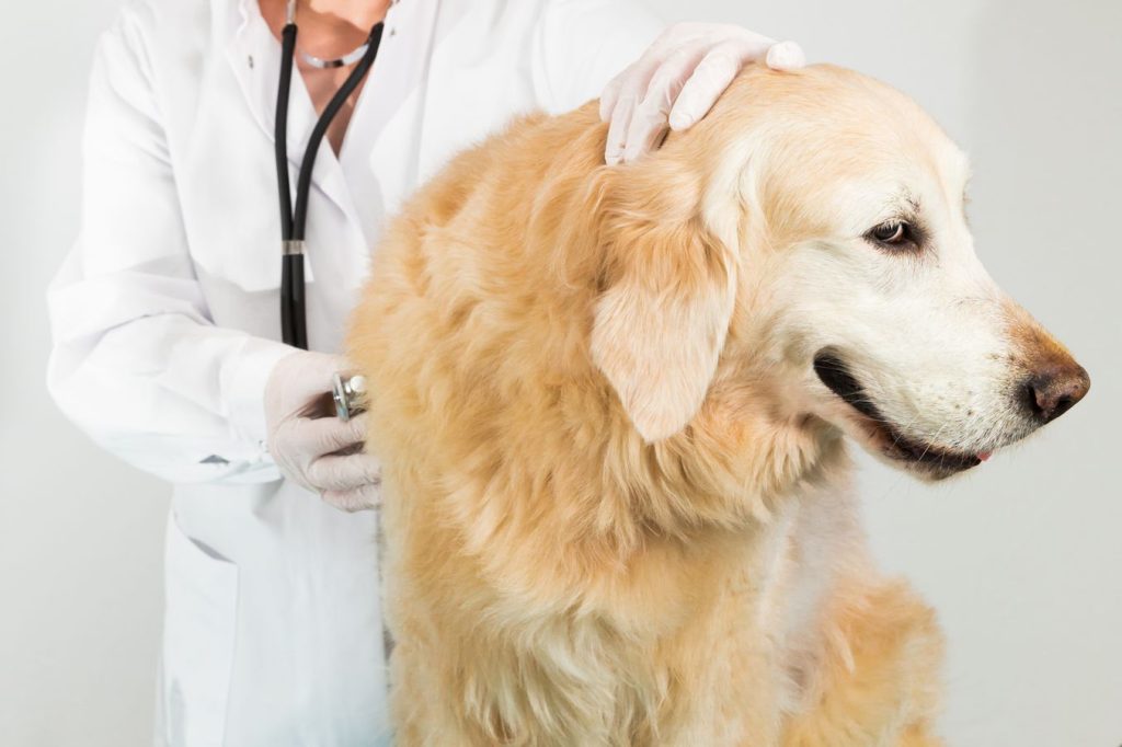 Dog with liver disease at the VET