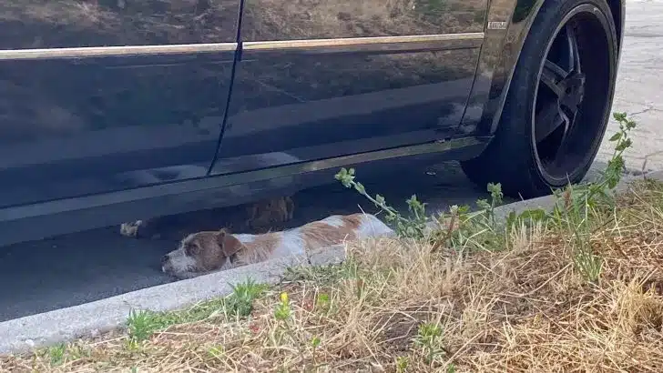 Dogs-laying-under-the-car