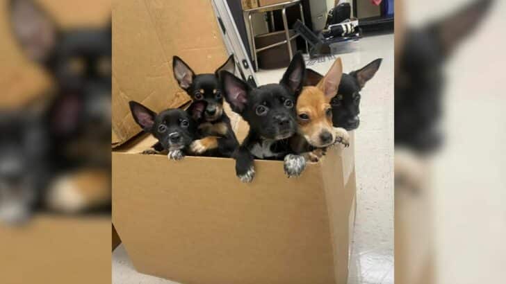 Five-Adorable-Fur-Babies-Dumped-Outside-High-School-Ran-Up-To-A-Teacher-Pleading-For-Help