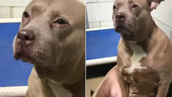 Heartbroken-Pitbull-Mama-Dumped-At-The-Shelter-Without-Her-Babies-Couldnt-Stop-Crying