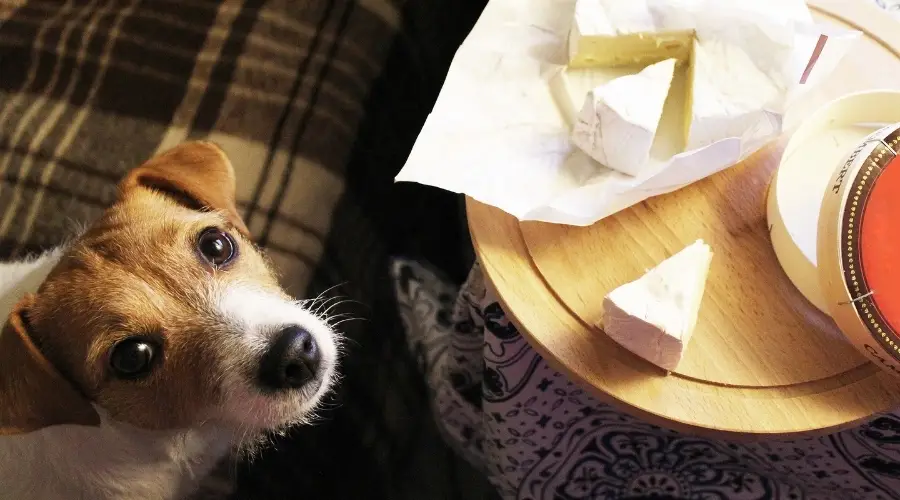 Jack-Russell-Begging-for-Brie