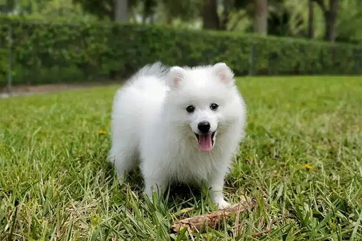 Japanese-spitz-puppy