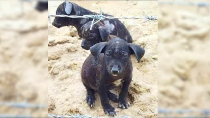 Kind-Farmer-Finds-Abandoned-Puppies-Lying-On-An-Old-Blanket-And-Decided-To-Call-For-Help