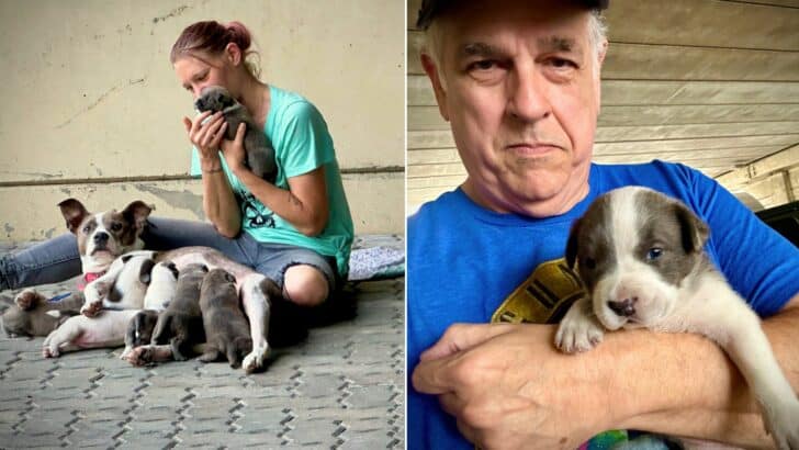 Kind-Man-Notices-A-Homeless-Woman-With-8-Puppies-So-He-Offers-Her-A-Helping-Hand