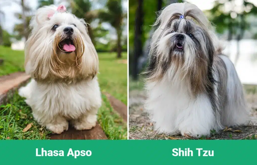 Lhasa-Apso-vs-Shih-Tzu-Visual-Differences