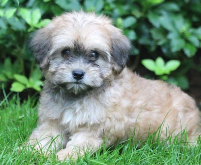 Lhasapoo breed