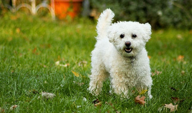 Lhasapoo mixed breed