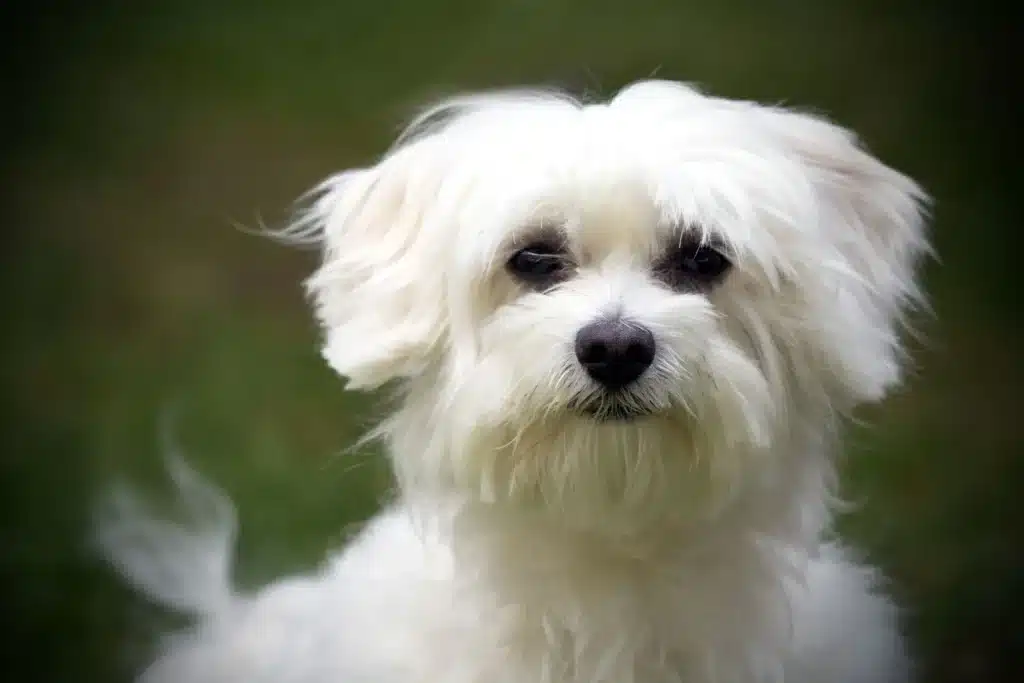 Maltese-dog