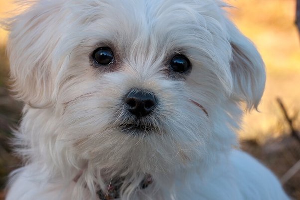 Maltese dog breed