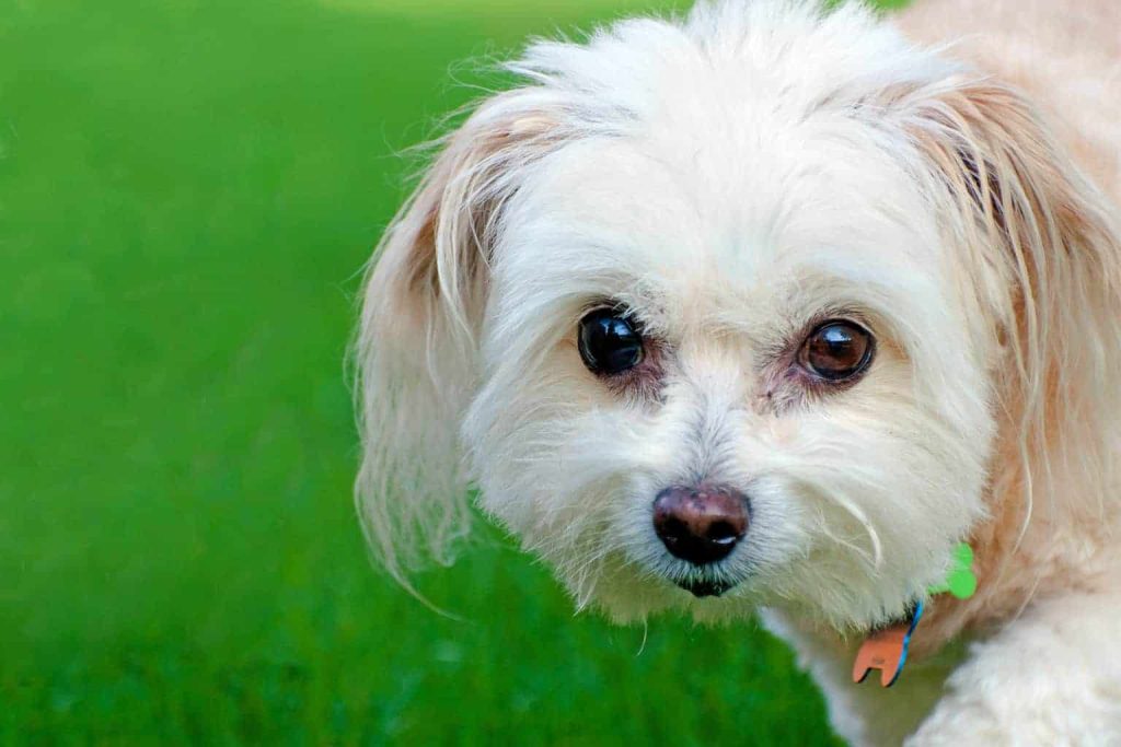 Maltipoo puppy