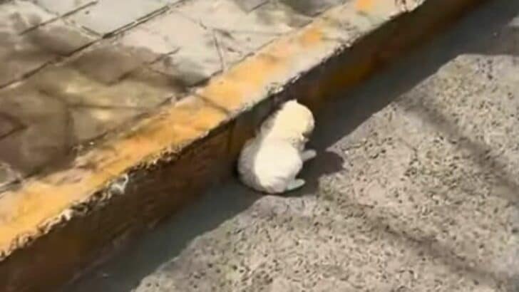 Man-Driving-On-A-Busy-Road-Notices-A-White-Fluff-Desperately-Trying-To-Find-Shelter-From-The-Summer-Sun-