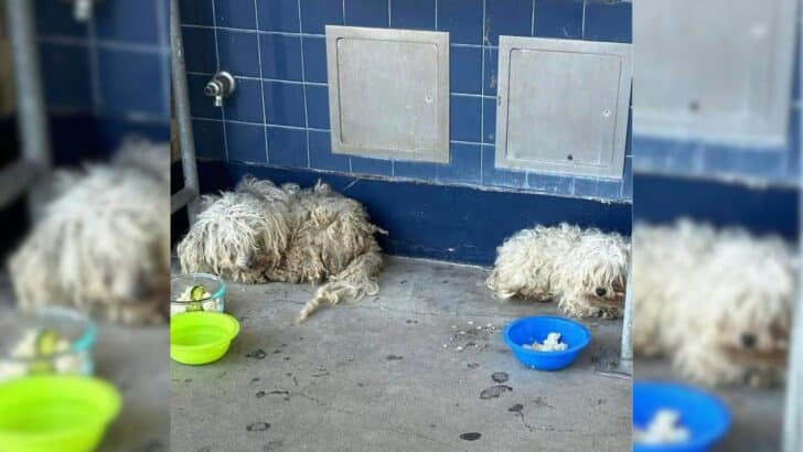 Two Dogs Found Shelter In A Californian School