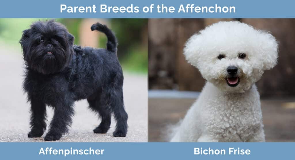 Parent-Breeds-of-the-Affenchon