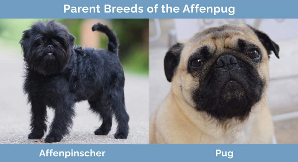 Parent-Breeds-of-the-Affenpug