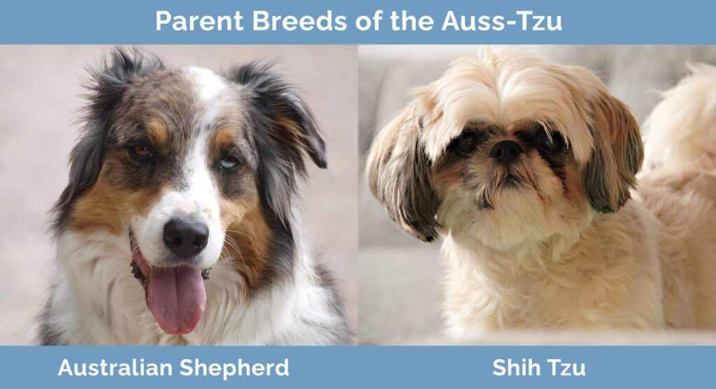 Parent-Breeds-of-the-Auss-Tzu